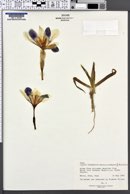 Iris chamaeiris image