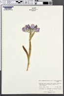 Iris chamaeiris image