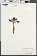 Image of Iris chamaeiris