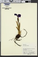 Iris setosa image