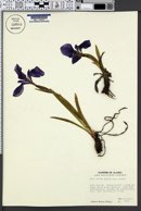 Iris setosa var. setosa image