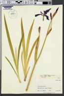 Iris setosa image