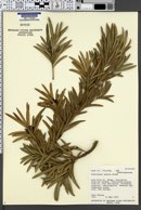 Image of Sundacarpus amarus