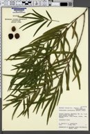 Image of Dacrycarpus imbricatus