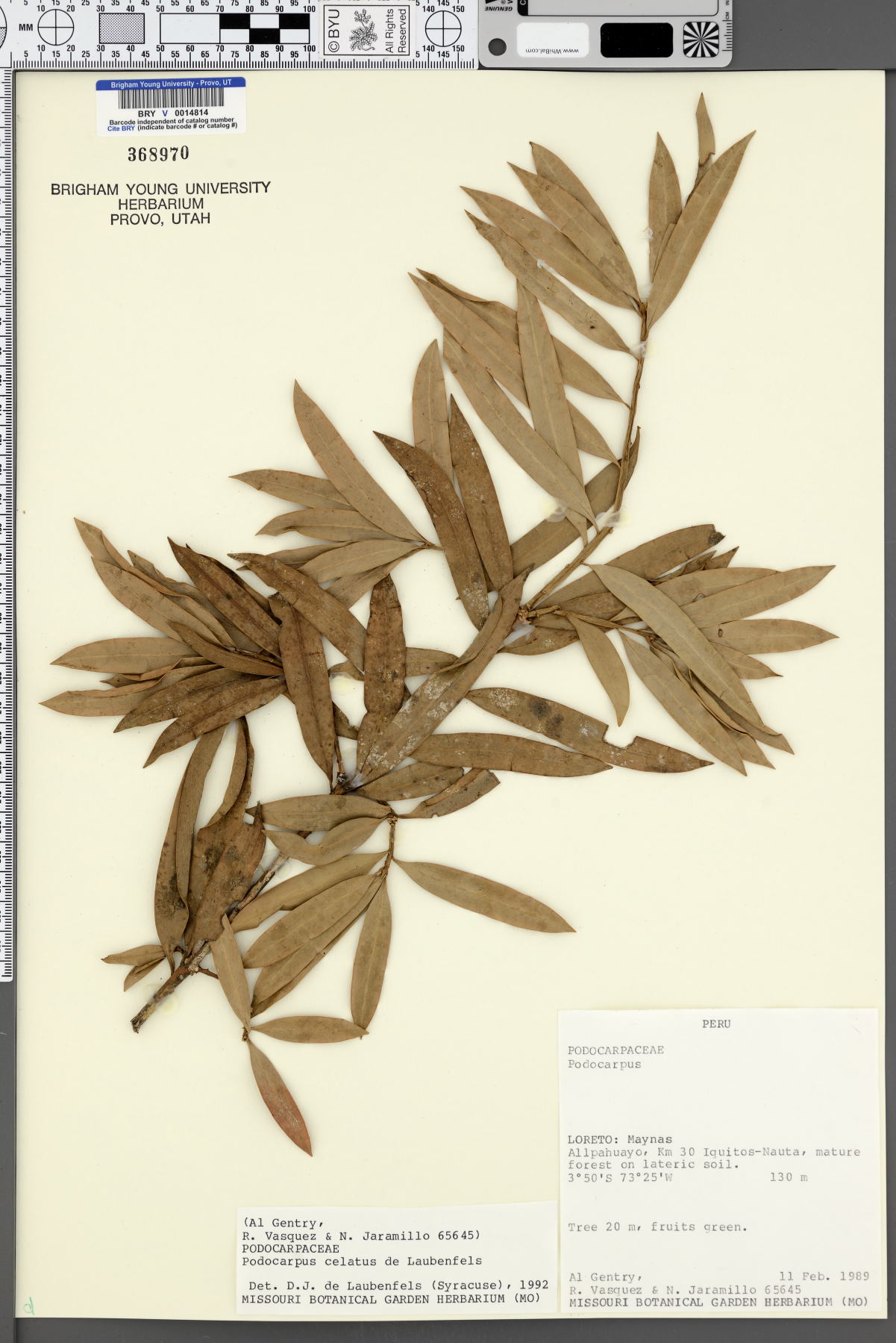 Podocarpus celatus image