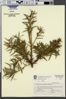 Podocarpus lambertii image