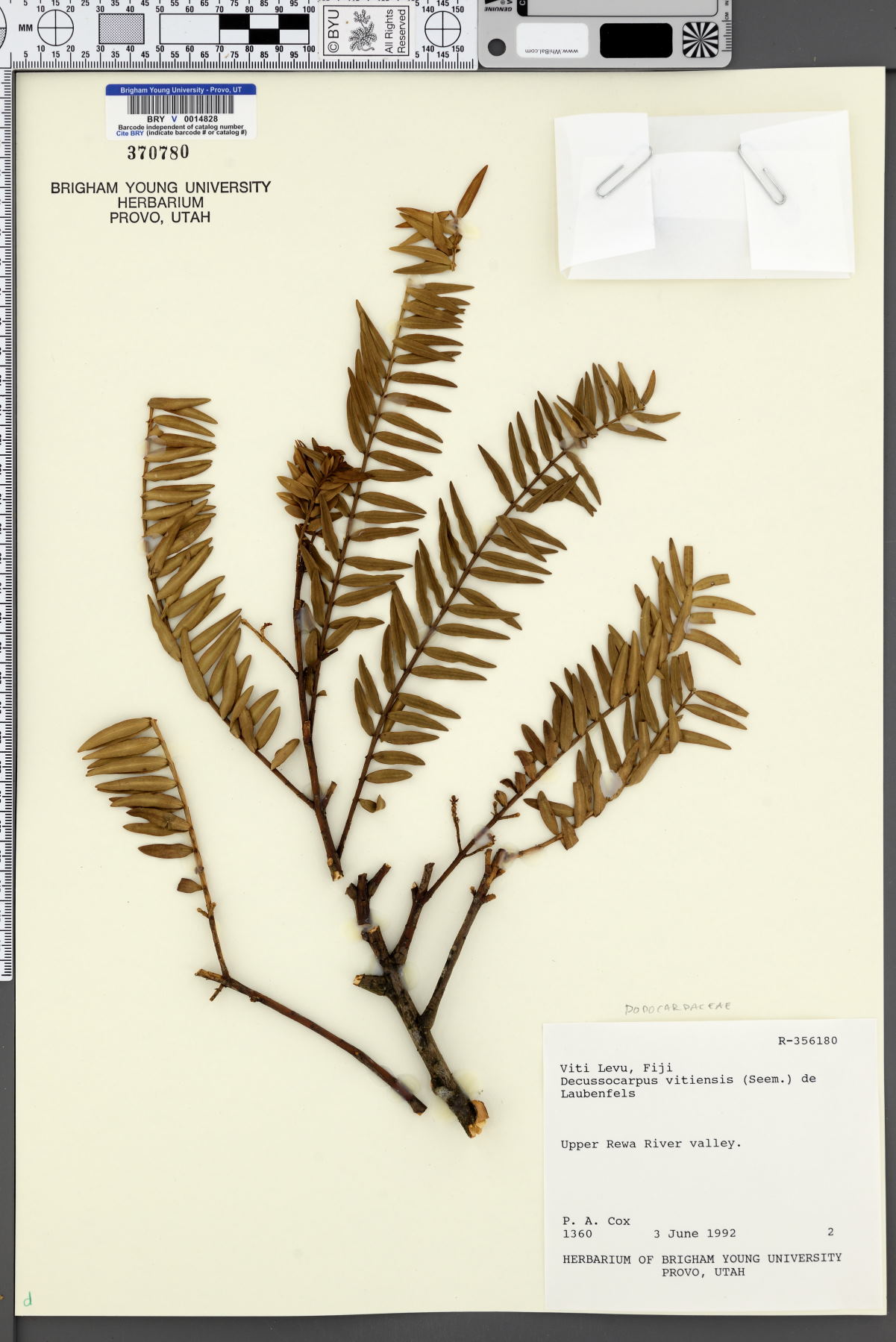 Retrophyllum vitiense image