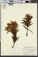 Image of Podocarpus coriaceus