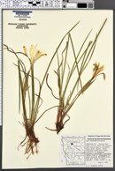 Iris chrysophylla image