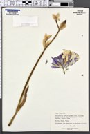 Image of Iris aphylla