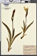 Iris variegata image