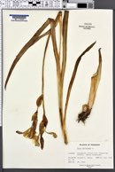 Iris variegata image