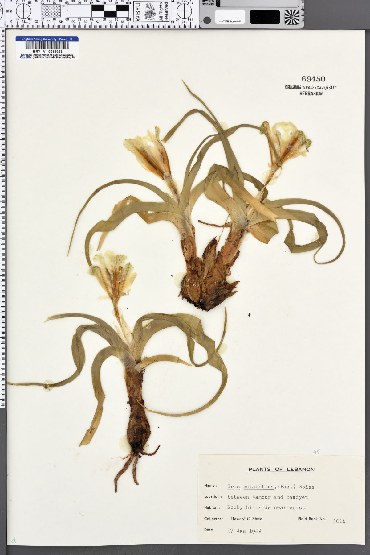 Iris palaestina image