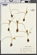 Romulea bulbocodium image