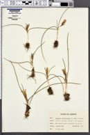 Image of Romulea bulbocodium