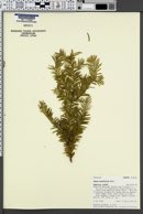 Image of Taxus brevifolia
