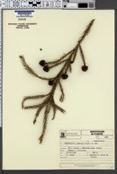 Cryptomeria japonica image