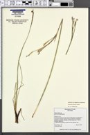 Image of Sisyrinchium funereum