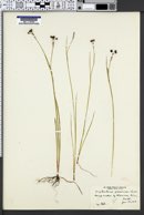 Image of Sisyrinchium gramineum