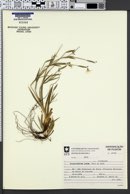 Sisyrinchium iridifolium image