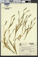 Image of Sisyrinchium iridifolium