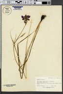 Tigridia purpurea image