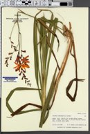 Tritonia crocosmiiflora image
