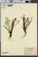 Image of Sisyrinchium varians