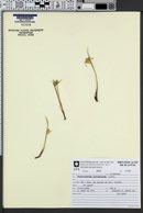 Sisyrinchium sellowianum image