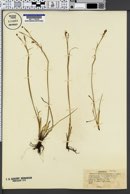 Image of Sisyrinchium floridanum