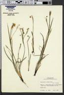 Image of Sisyrinchium ensigerum