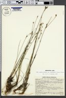 Juncus alpinoarticulatus subsp. rariflorus image
