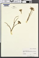 Allium plummerae image
