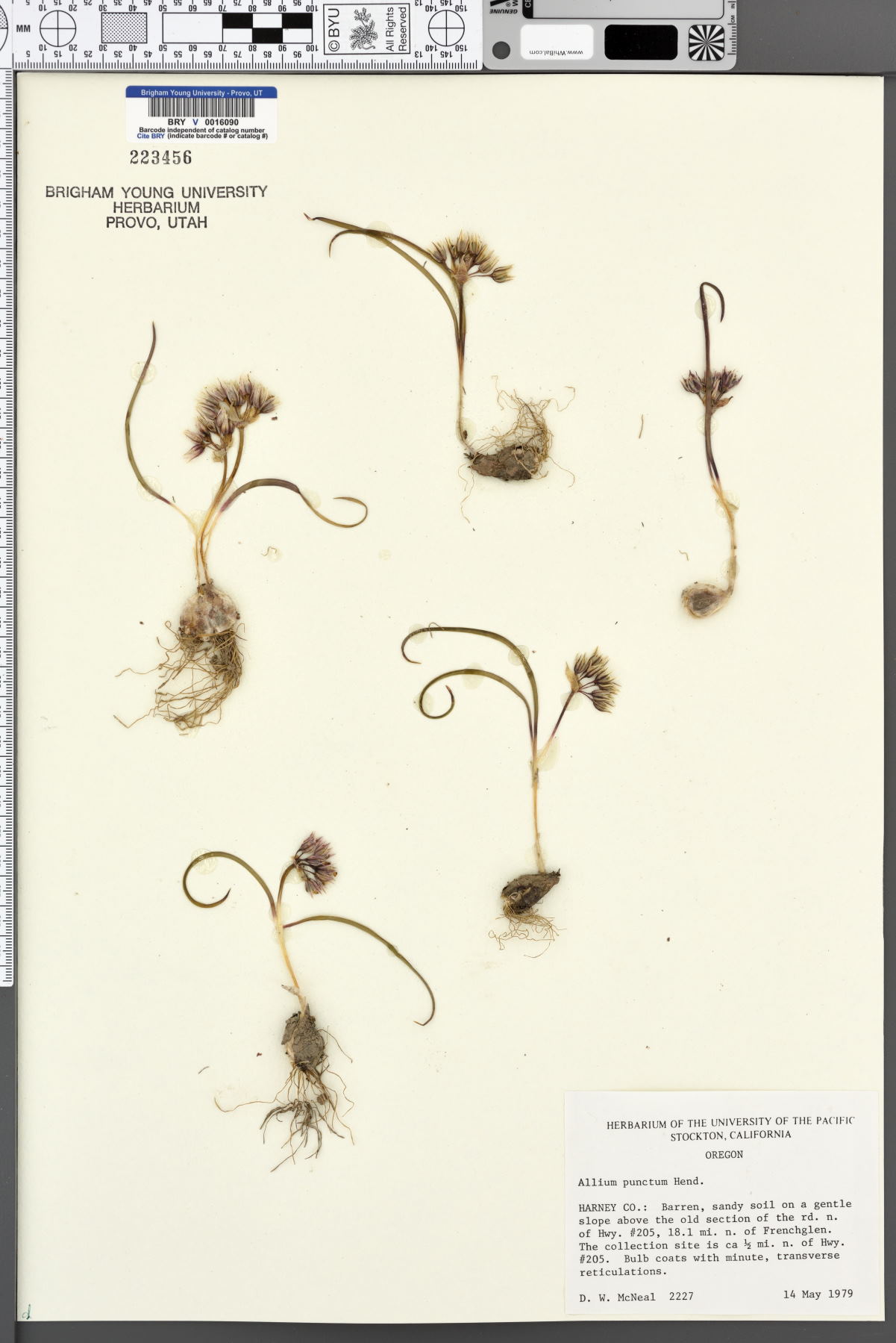 Allium punctum image
