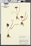 Allium robinsonii image