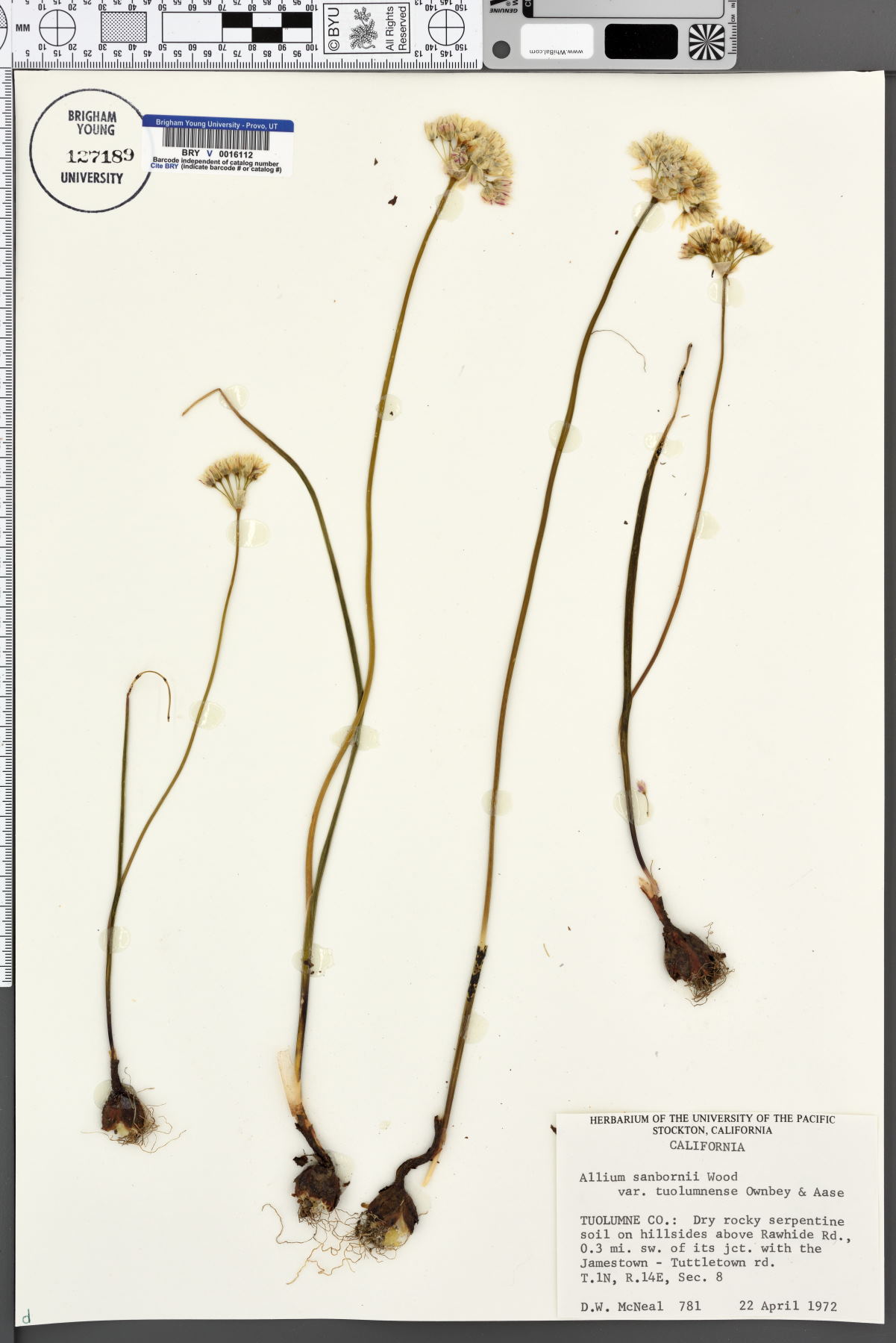 Allium sanbornii var. tuolumnense image