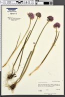 Allium schoenoprasum image