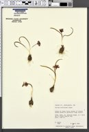 Allium scilloides image