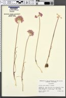 Allium serra image