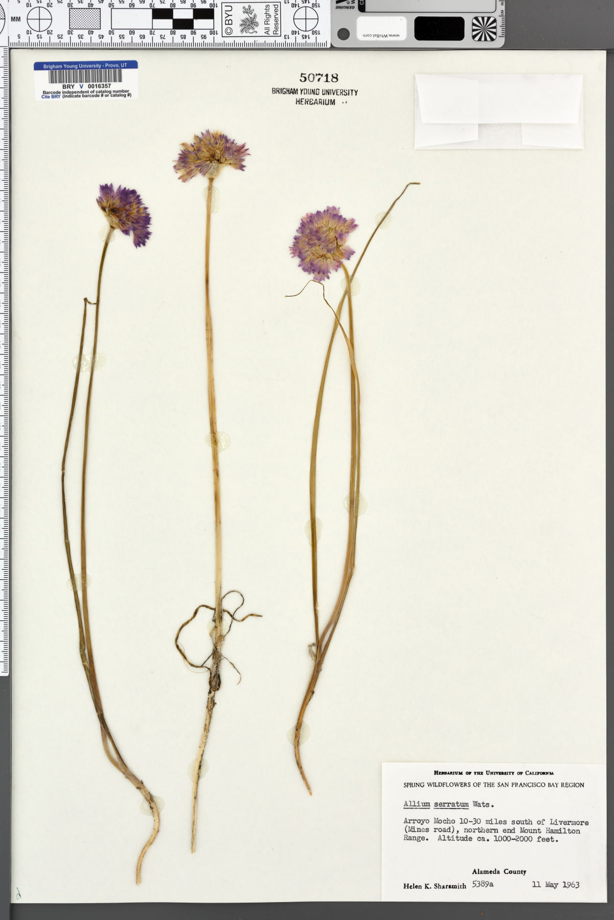 Allium serratum image