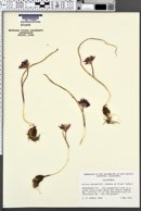 Image of Allium sharsmithiae