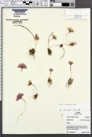 Allium simillimum image