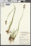 Juncus ensifolius image
