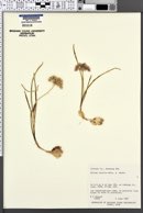 Allium textile image
