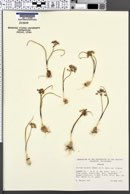 Allium tolmiei var. tolmiei image