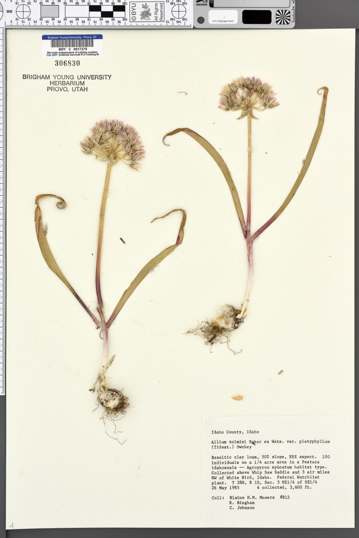 Allium tolmiei var. platyphyllum image