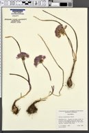 Allium yosemitense image