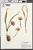 Image of Allium yosemitense