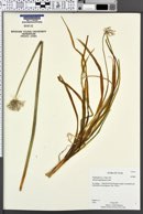 Image of Allium neopolitanum