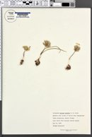 Image of Allium diehlii